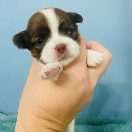 Buttercup - Liver and white female Shih Tzu puppy in Hawthorne, Florida from Simply Southern Shihtzus