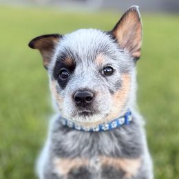 Boy 1 - Blue male Australian Cattle Dog puppy in Bingham County, Idaho from Circle C Australian Cattle Dogs