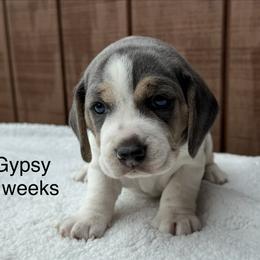 Gypsy AKC - Blue tan and white female Beagle puppy in Rogersville, Missouri from Hales Little Beagle Haven