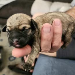 Boy 3 - male Schnoodle puppy in Tucson, Arizona from Smart Schnauzers & Schnoodles