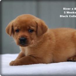 Black collar male - Yellow male Labrador Retriever puppy in Huntington, Texas from Soggy Bottom Retrievers
