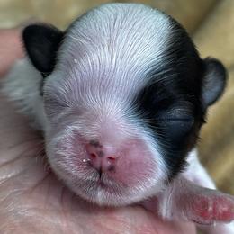 Macy - Black and white female Shih Tzu puppy in Claremont, California from Lovable Shih Tzus