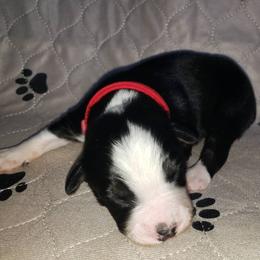 Australian Shepherd Puppies from Heaven Scent Aussies