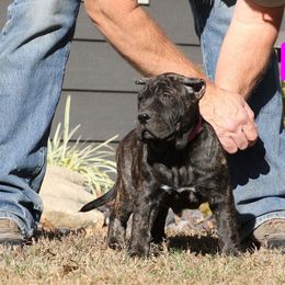 Pink Collar - Tiger female Perro de Presa Canario puppy in Pocahontas, Illinois from Cabeza Grande Kennel