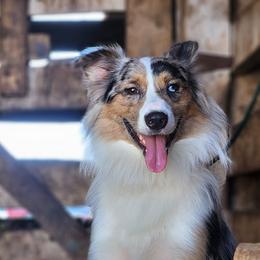 Tex - Australian Shepherd