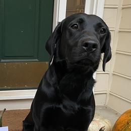 Labrador Retrievers from Jackson Woods Labradors