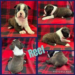 Reef - Black brindle and white male Boston Terrier puppy in Wheatland, California from 🐾❤️ Stephanie's Boston Terriers ❤️🐾
