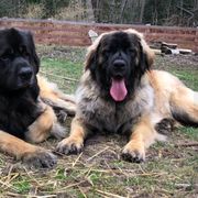 Leonberger All Grown Up from Dunderave Kennel