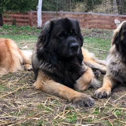 Leonberger All Grown Up from Dunderave Kennel