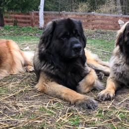 Leonberger All Grown Up from Dunderave Kennel