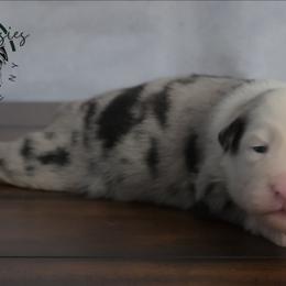 Faith - Blue merle female Australian Shepherd puppy in Fultonville, New York from Sandy Aussies & Pomeranians