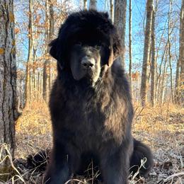 Betty - Black female Newfoundland puppy in Nevis, Minnesota from Faithful Acres Newfs