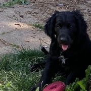 Orange collar - Sporty Mix puppy in Ferndale, Washington from Juanita’s Springers