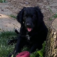 Orange collar - Sporty Mix puppy in Ferndale, Washington from Juanita’s Springers