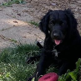 Orange collar - Sporty Mix puppy in Ferndale, Washington from Juanita’s Springers