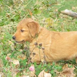 Golden Retrievers from Gold Eagle Retrievers