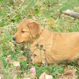 Golden Retrievers from Gold Eagle Retrievers
