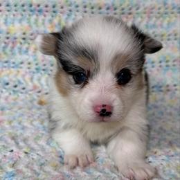Pippin(blue merle,triple clear) - Blue merle and white female American Corgi puppy in Scottown, Ohio from Wyndy Ridge Corgis