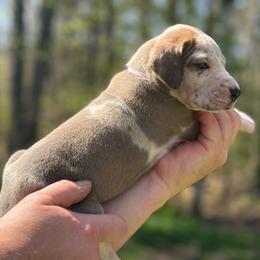 Fauna - Harlequin female Great Dane puppy in Beulah, Michigan from Northwood Euro Danes and Bassets