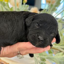 Male 1 - Black male Cavapoo puppy in Yuciapa, California from AlltheDoodlez_