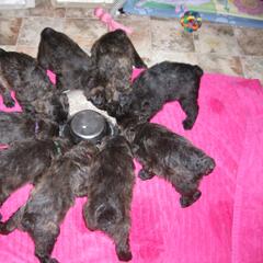 Bouvier des Flandres Puppies from Always Bouviers