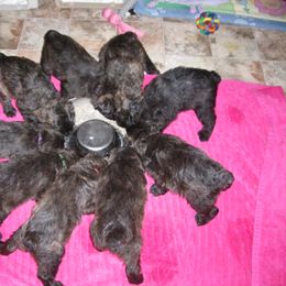 Bouvier des Flandres Puppies from Always Bouviers