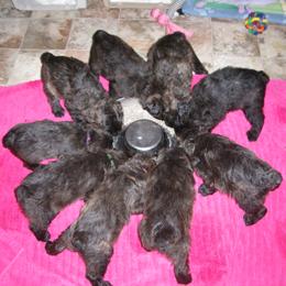 Bouvier des Flandres Puppies from Always Bouviers