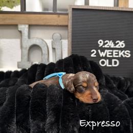 Expresso - Dapple male Dachshund puppy in Goodyear, Arizona from AZ Low Life Doxies