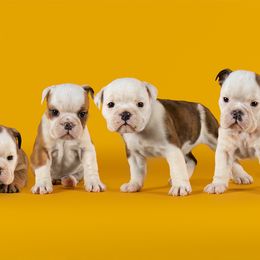 Bulldog Puppies from Darcy Dunn