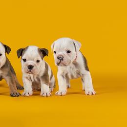 Bulldog Puppies from Darcy Dunn