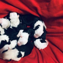 Old English Sheepdog Puppies from Bumblebears Old English Sheepdogs