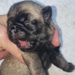 Girl 1 - Fawn female Pug puppy in Gadsden, Alabama from Carla's Pugs
