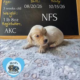 Zeus - Cream male Dachshund puppy in Hoquiam, Washington from Heyd's Mini Dachshunds