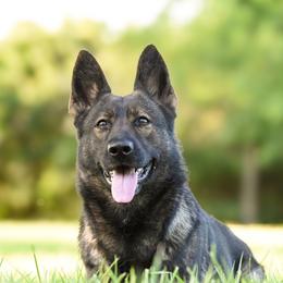 halla - German Shepherd