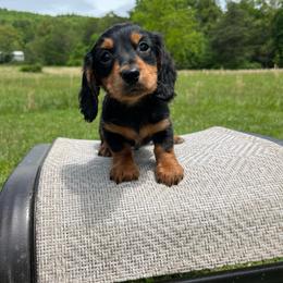 Max - Black and tan male Dachshund puppy in Milroy, Pennsylvania from Not Your Average Weiner