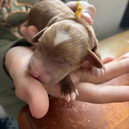 Starlight - Red and white female Cockapoo puppy in Adrian, Oregon from ApplebyFarm
