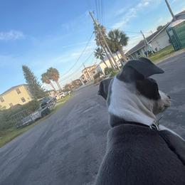 Italian Greyhound Puppies from Fisher Link