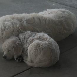 Golden Retriever Puppies from Rollin' Goldies