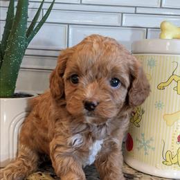 Olivia - Red female Cavapoo puppy in Caldwell, Idaho from Terrace Cav's
