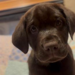 Buttercup - Chocolate male Labrador Retriever puppy in Longmont, Colorado from Cornwell Labradors