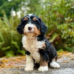 Lady Tremain (Pink Collar) - Tri-color female Bernedoodle puppy in Stanwood, Washington from Butter Cup Pups and Paws