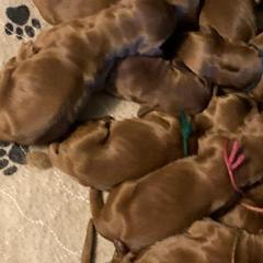 Irish Setters from Motley Acres Farm