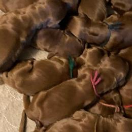 Irish Setters from Motley Acres Farm