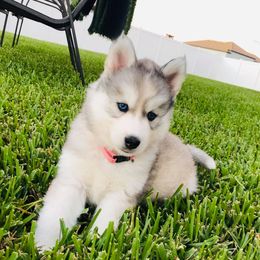 Siberian Husky Puppies from Nykah Siberians