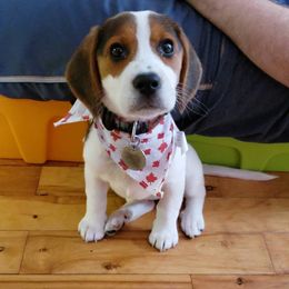 Luna - Black red and white male Beagle puppy in Texas, Texas from Beagles For Home