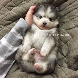 Pomsky Puppies from Dakota Pomskies