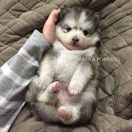 Pomsky Puppies from Dakota Pomskies