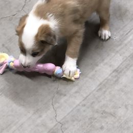 Border Collie Puppies from Burke BC’s