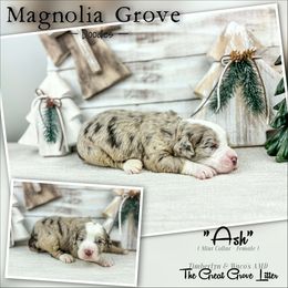Ash - Mint Collar - female Australian Mountain Doodle puppy in Oxford, Alabama from Magnolia Grove Doodles