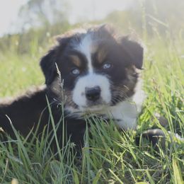 Australian Shepherds from Nickel Valley Aussies